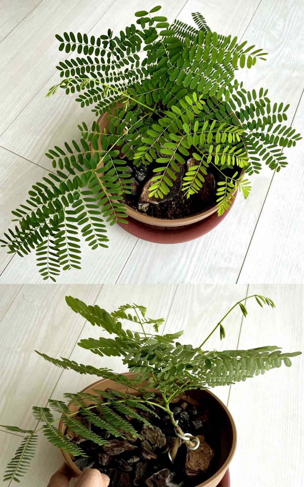 ホウオウボク （鳳凰木）の一覧｜🍀GreenSnap（グリーンスナップ）