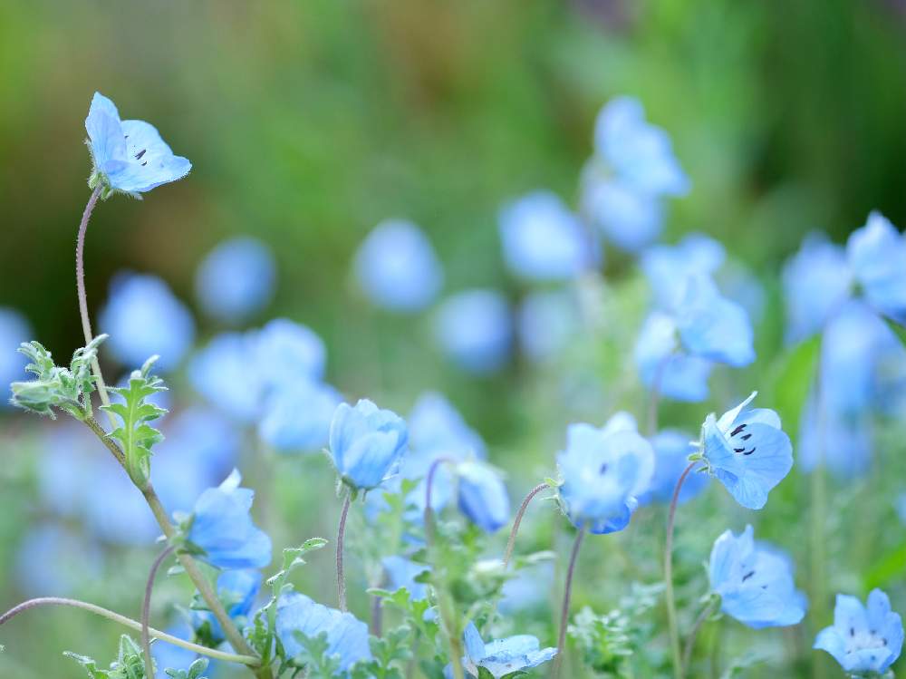 ネモフィラの投稿画像 By ボヤージュさん 水色の花とチーム ブルーno 107と青い花とブルーの花と青い花マニアとチーム ブルーと青い花 大好きと小さな庭と水色の花とチーム ブルーno 107と青い花とブルーの花と青い花マニアとチーム ブルーと青い花大好き 21月4月
