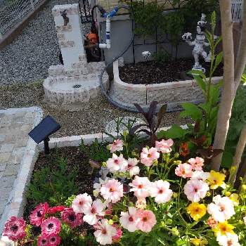 アリスガーデンの画像 by aoiさん | 小さな庭と乙女ピンクと『秋植え球根2021』フォトコンテストと賑やかになってきた♪と綾園芸と春の庭と種から育てたと小花が可愛いとトランプ兵と手作り花壇と可愛いと花のある暮らしとラナンキュラスラックスの花と球根植物とアリスガーデン
