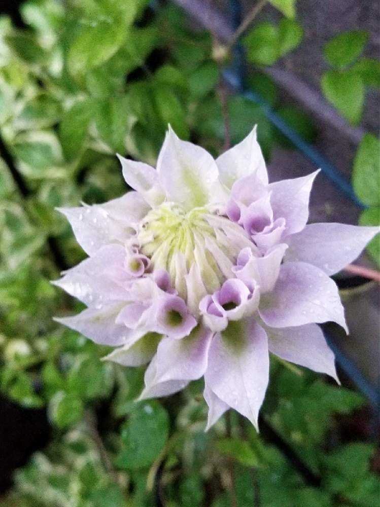 クレマチス成長記録 2021～2022冬｜🍀GreenSnap（グリーンスナップ）