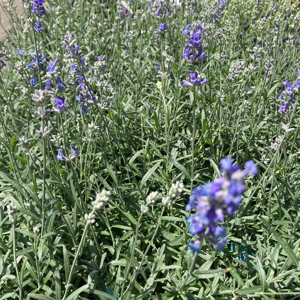 母の日プレゼントの投稿画像 By Flowershopマルハナさん カーネーションだけが母の日ギフトじゃない 21月4月日 Greensnap グリーンスナップ