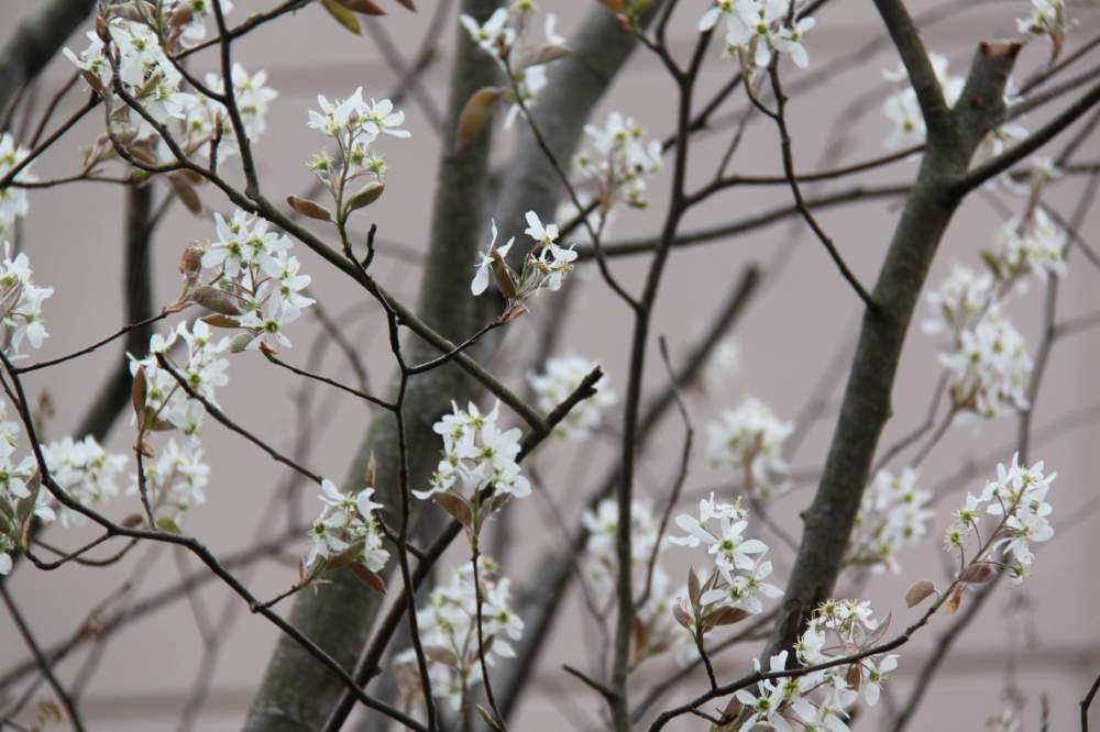 ジューンベリーの投稿画像 By Ksmzさん 春のお花と庭木の花と花木と庭木と実のなる木とガーデニングと花のある暮らしと白い花と実のなる植物 21月4月日 Greensnap グリーンスナップ