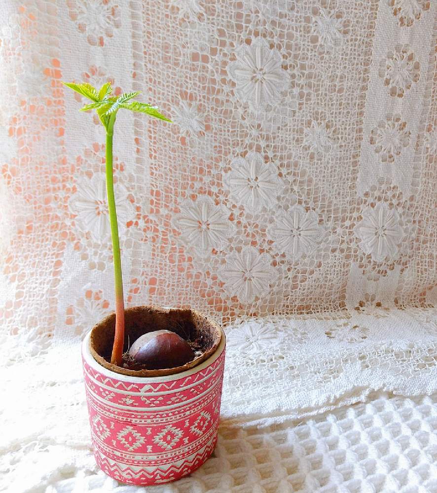 とちのみの投稿画像 By C Demiさん インテリアと木の実からと木の実と発根と発芽とトチのミと木の実からと木の実と発根と発芽とトチのミ 21月4月日 Greensnap グリーンスナップ Greensnap グリーンスナップ