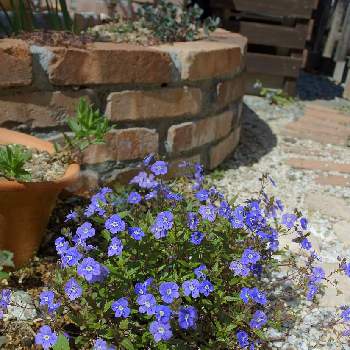 ベロニカ オックスフォードブルーの投稿画像一覧 Greensnap グリーンスナップ