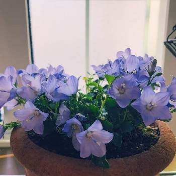 カンパニュラ メリーベル Proven Winners Pw ガーデニング 園芸 花苗 低木 多肉植物 花 植物