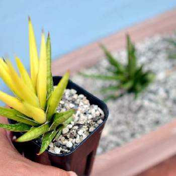 サンスベリア フランシシーの投稿画像一覧 Greensnap グリーンスナップ