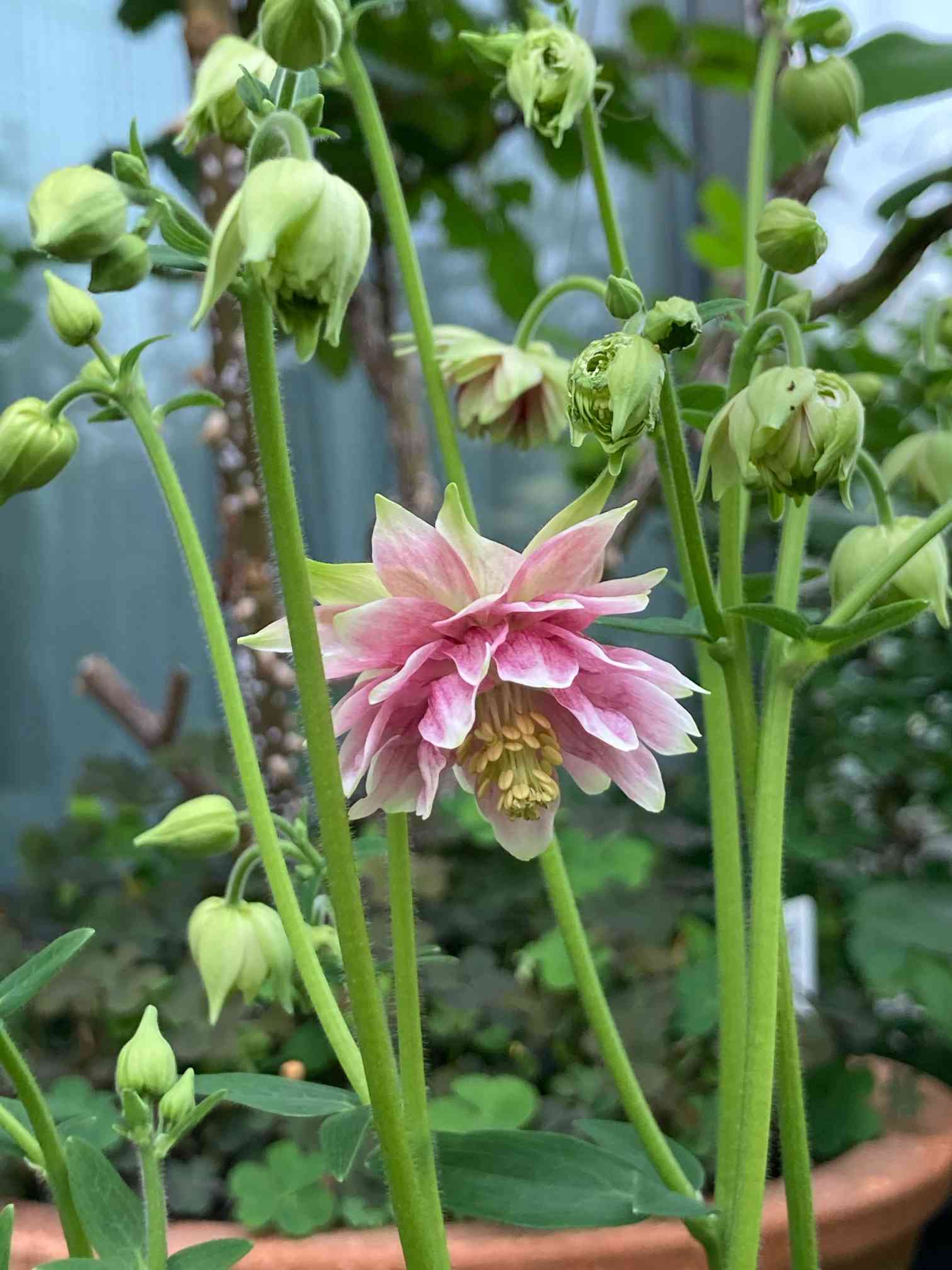 背の高いオダマキ(*ˊ˘ˋ*)。♪︎:*° - インテリア小物