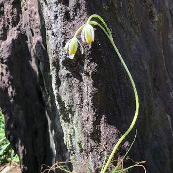 アルブカ  フミリスの画像 by あかねこさん | 植物のある暮らしとGS永ちゃん部と癒しと可愛いとアルブカ  フミリス