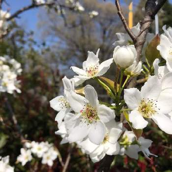 梨の花の投稿画像一覧 Greensnap グリーンスナップ