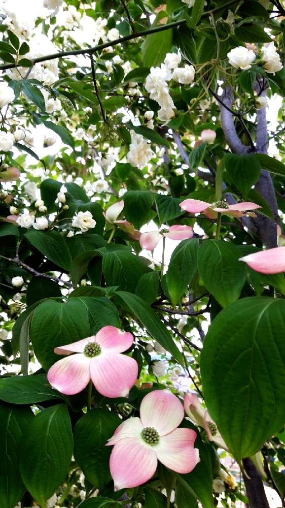 モッコウバラの投稿画像 By バラリーナさん ヤマボウシ 山法師とモッコウバラ白と日当たりと季節の花とおうち園芸と庭木と庭のヤマボウシと日光浴とはると花のある暮らしと丈夫 21月4月日 Greensnap グリーンスナップ