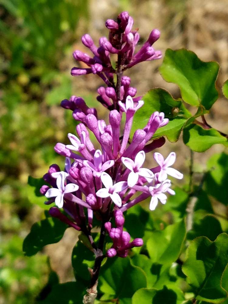 ライラックの投稿画像 By プーさんさん 姫ライラック ティンカーベルとスマホ撮影と小さなお花と感謝とつぼみとむらさきの花と癒されるとほったらかしガーデンと母の庭と花のある暮らし 21月4月日 Greensnap グリーンスナップ