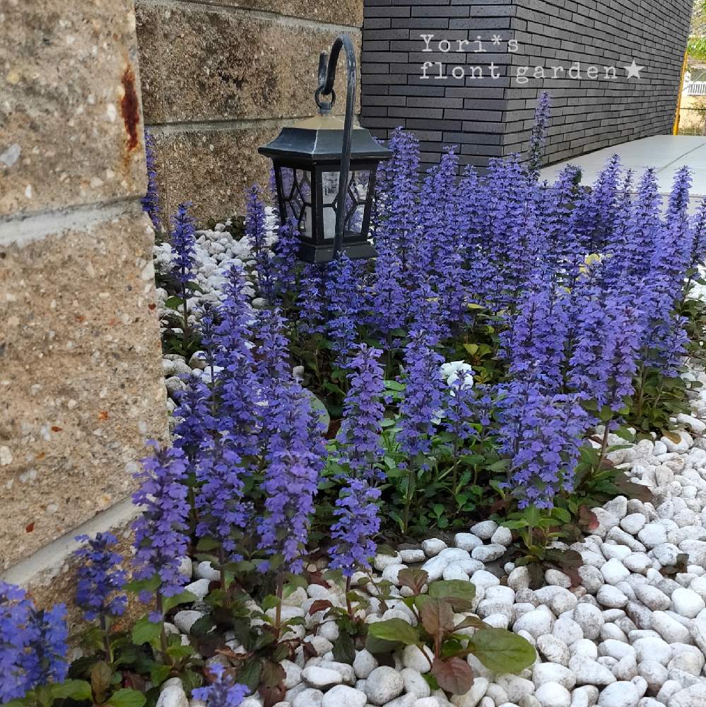 アジュガの投稿画像 By Yori さん 実家生まれと庭の風景とムラサキの花と青い花と元手０円とガーデニングとブルーガーデンと庭の宿根草 と実家生まれと庭の風景とムラサキの花と青い花と元手０円とガーデニングとブルーガーデンと庭の宿根草 21月4月日 Greensnap
