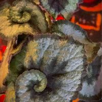 レックスベコニア,レックス ベゴニア エスカルゴ,レックスベゴニア,鉢植え,ファーマーズ三郷の画像