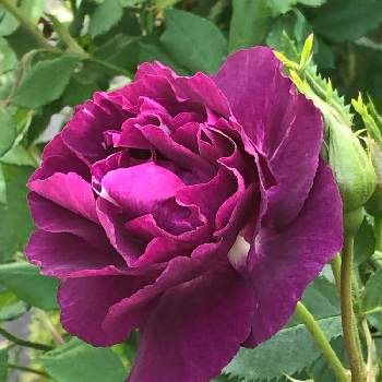 バラ ミステリューズの画像 by Rikasgardenさん | 小さな庭とバラ ミステリューズと花のある空間と薔薇愛同盟と春の色とおうち園芸と今年のお気に入りと花のある暮らしとばら 薔薇 バラ