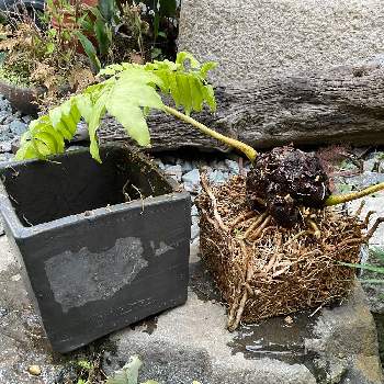 リュウビンタイの育て方 植え付けや水やり方法は 枯れる原因はなに Greensnap グリーンスナップ