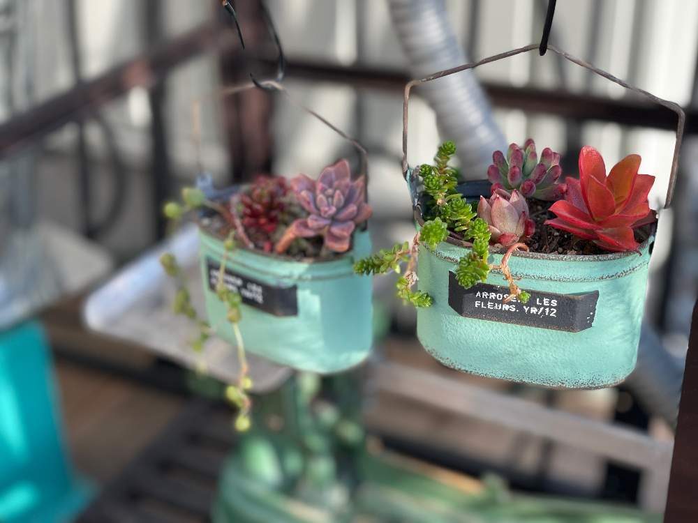 多肉植物の投稿画像 By N Kohanaさん フラワーショップと母の日プレゼントとお店のディスプレイと雑貨と花屋 と花のある暮らしとかわいいと多肉寄せ植えとお花屋さんと静岡県とフラワーギフトと静岡県磐田市とお店の入り口とフラワー雑貨 21月4月日 Greensnap