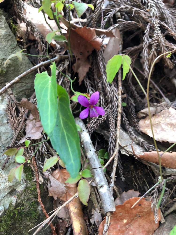 あさぎやまさんの投稿画像 21月4月日 Greensnap グリーンスナップ