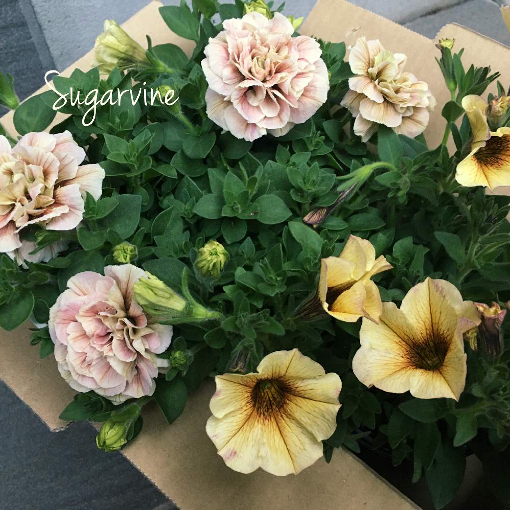 ペチュニアの投稿画像 By シュガーバインさん ペチュニア ホイップマカロンとペチュニア ビューティカルとホイップマカロン モカモンブランとお気に入りの お花屋さんと花日和と八重咲きペチュニア とペチュニア と花のある暮らし 21月4月日 Greensnap