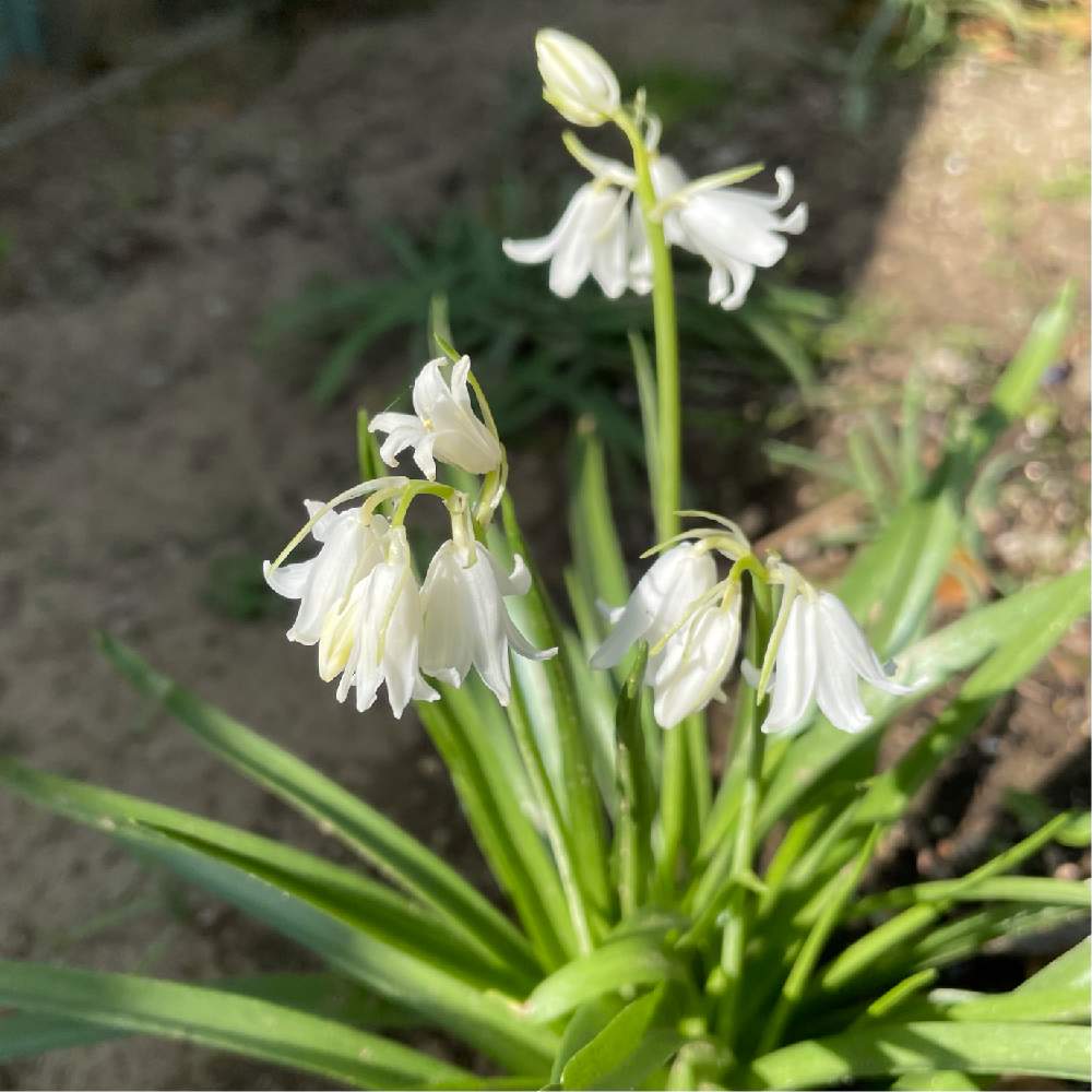 ブルーベルの投稿画像 By まるゆゆさん 地植えとガーデニング 21月4月日 Greensnap グリーンスナップ