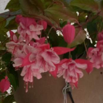 ピンクのの画像 by ヒロンさん | お出かけ先とフクシアとカラフルとアの付く植物とピンクの花とピンクのとピンクワールドとパルシェ香りの館とピンクのお花とフクシア♡とフクシアの花とピンクハンター