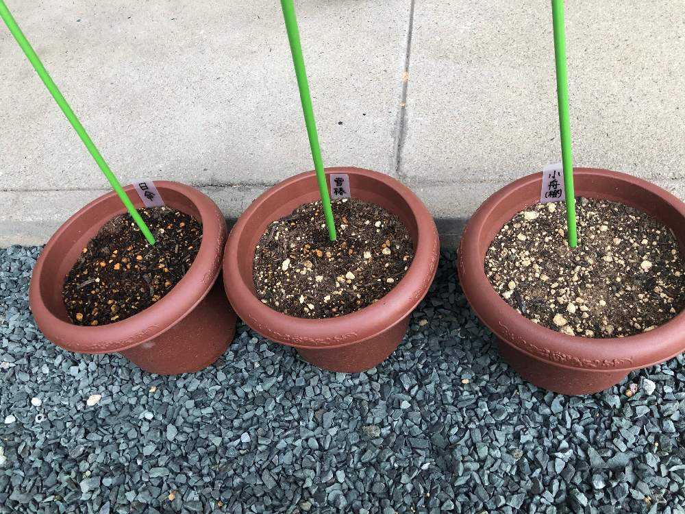 初心者ダリア成長日記 Greensnap グリーンスナップ