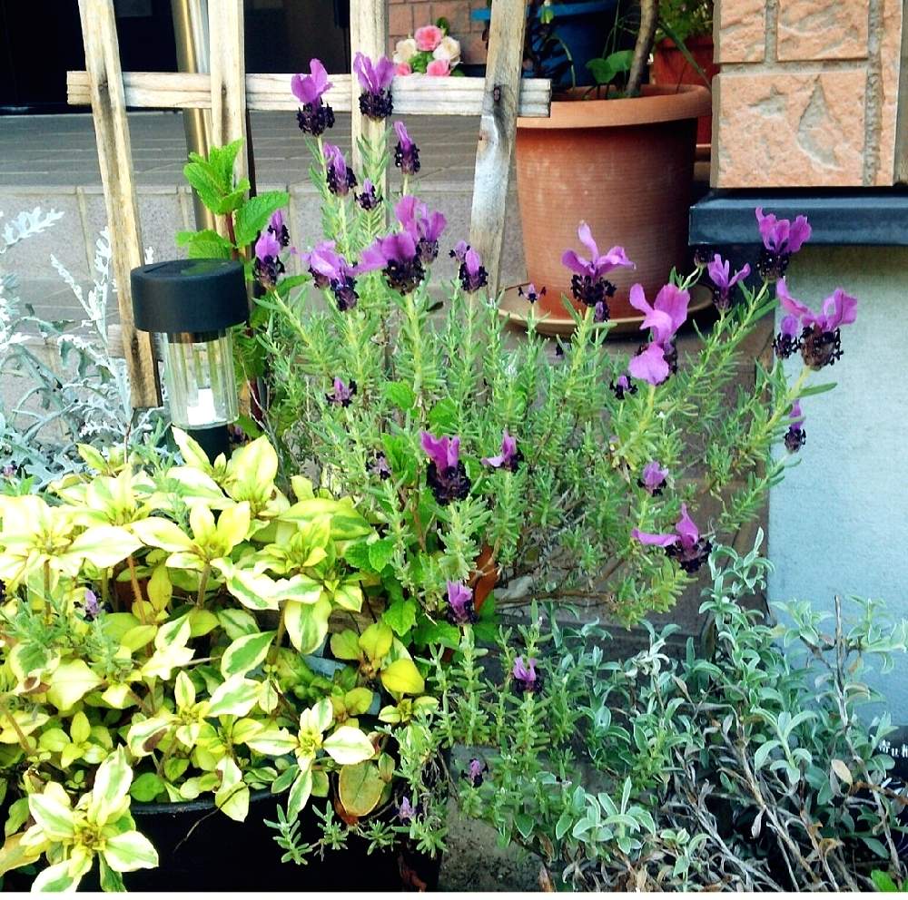 小さな庭の投稿画像 By とわさん 寄せ植えと小さな花壇とラベンダー とハーブとガーデニングとお花のある生活と寄せ植えと小さな花壇とラベンダー とハーブとガーデニングとお花のある生活 21月4月日 Greensnap グリーンスナップ Greensnap グリーン