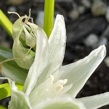 オーニソガラム ヌタンス ガラスの花 の投稿画像一覧 Greensnap グリーンスナップ