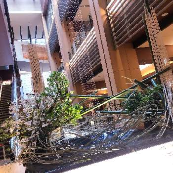 東京ミッドタウンの投稿画像一覧 Greensnap グリーンスナップ