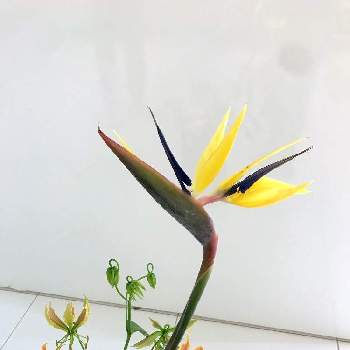 極楽鳥花