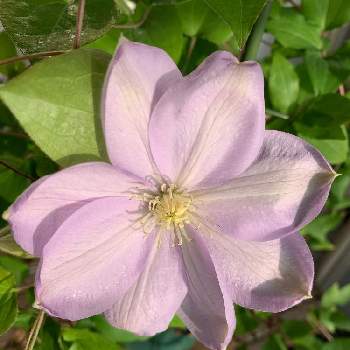 クレマチス白馬の投稿画像一覧 Greensnap グリーンスナップ