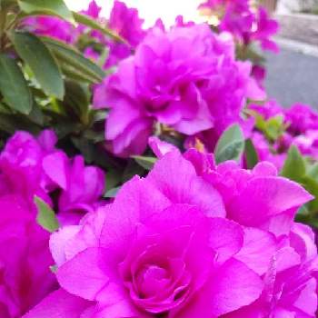通勤中の画像 by レンタラネコさん | お出かけ先とツツジとピンクの花と通勤中