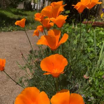 カリフォルニアの風の投稿画像一覧 Greensnap グリーンスナップ