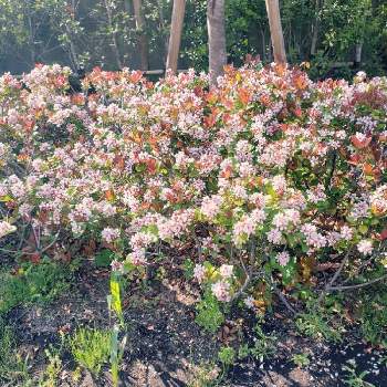 モッコクモドキの投稿画像一覧 Greensnap グリーンスナップ