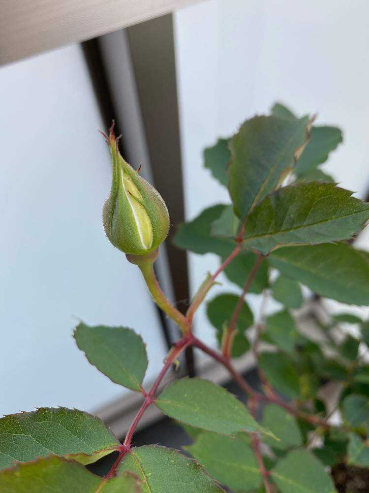 バラ大苗を鉢植え〜ガブリエルがやってきた｜🍀GreenSnap（グリーンスナップ）