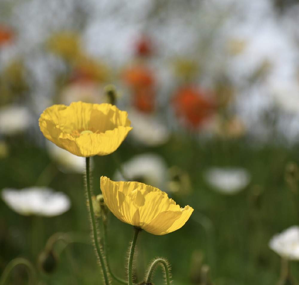 ポピーの投稿画像 By Naoさん ケシ科と花のある暮らしと公園さんぽとgreen Up 21月4月21日 Greensnap グリーンスナップ