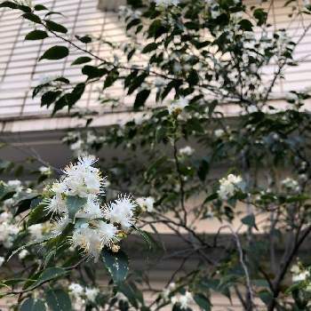 ギンバイカ 銀梅花 の育て方 剪定方法は 鉢植えでも育てられる Greensnap グリーンスナップ