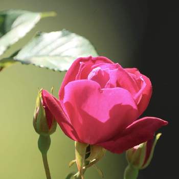 庚申薔薇の投稿画像一覧 Greensnap グリーンスナップ