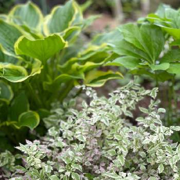 セリフラミンゴの投稿画像一覧 Greensnap グリーンスナップ