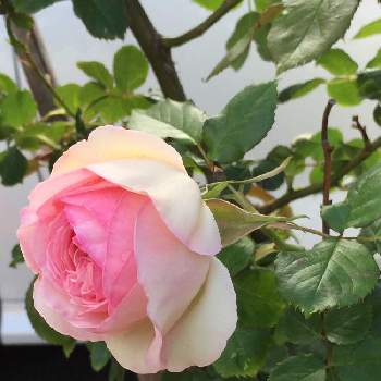 公民館の画像 by amamaさん | お出かけ先とバラとピンク色のお花と公民館と水曜ローズショー
