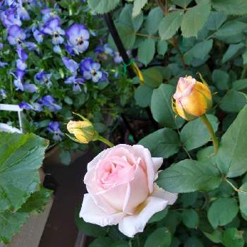良く咲くスミレの画像 by knirasanさん | バルコニー/ベランダと良く咲くスミレとばら バラ 薔薇と魔女の涙と薫乃 バラ