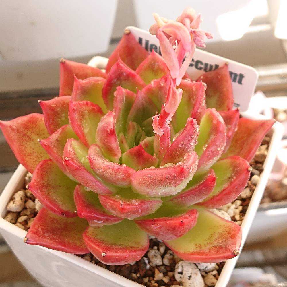 フロリディティール(tsunコレ・キメコレ)｜🍀GreenSnap（グリーン