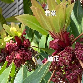 楪 ユズリハ の投稿画像一覧 Greensnap グリーンスナップ 楪 ユズリハ の投稿画像一覧 Greensnap グリーンスナップ