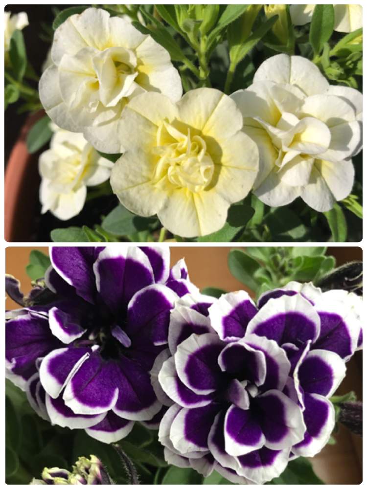 ペチュニアの投稿画像 By モトさん 花衣 藍染とスーパーベル ダブルミルクレープと小さな庭と鉢植えとスマホ撮影とおうち園芸と鉢植えとスマホ撮影とおうち園芸 21月4月21日 Greensnap グリーンスナップ Greensnap グリーンスナップ