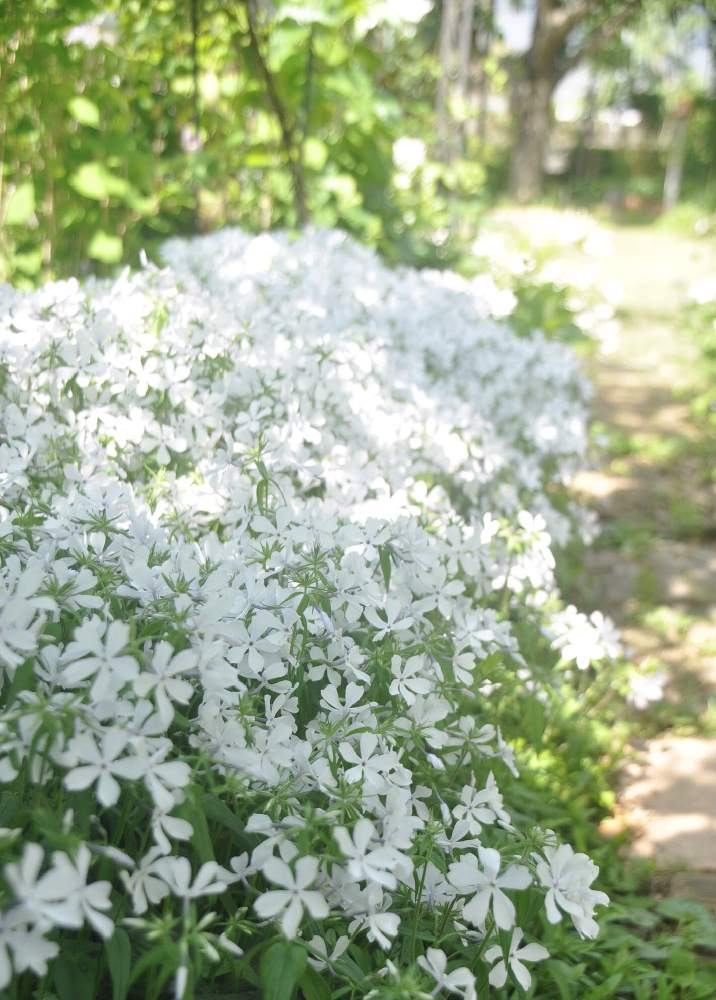 フロックス ディバリカータの投稿画像 By Rubyさん 小さな庭と花のある暮らしといいかおりと花のある暮らしといいかおり 21月4月21日 Greensnap グリーンスナップ Greensnap グリーンスナップ