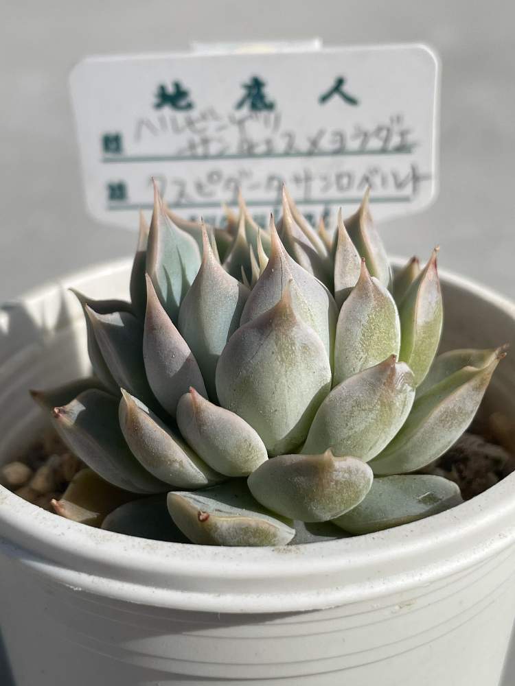 ハルビンゲリサンチェスヨメダラエ クスピダータサンロベルトの投稿画像 By こぶたさん 多肉植物と地底人さん苗とイベントと多肉イベントと多肉 のある暮らしと忘備録と多肉初心者とiphone撮影 21月4月21日 Greensnap グリーンスナップ