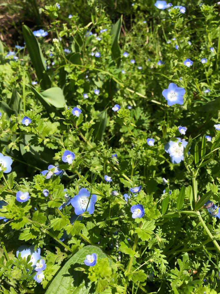 オオイヌノフグリの投稿画像 By オヤシロさん ネモフィラと青い星と4月と可憐な雑草と春を実感と花が咲く 21月4月21日 Greensnap グリーンスナップ