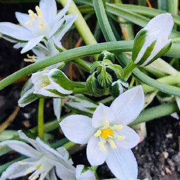 ベツレヘムの星 の投稿画像一覧 Greensnap グリーンスナップ