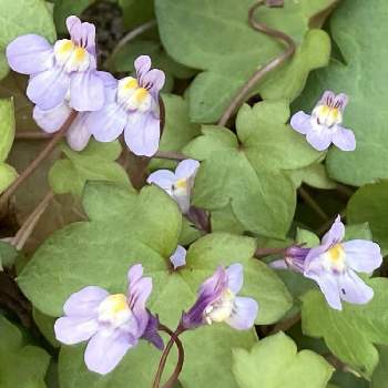 コロセウムアイビーの投稿画像一覧 Greensnap グリーンスナップ