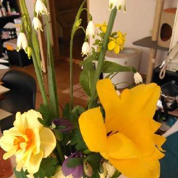 小松菜の花の投稿画像一覧 Greensnap グリーンスナップ