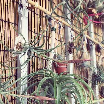 チランジア ムーンライトの投稿画像一覧 Greensnap グリーンスナップ